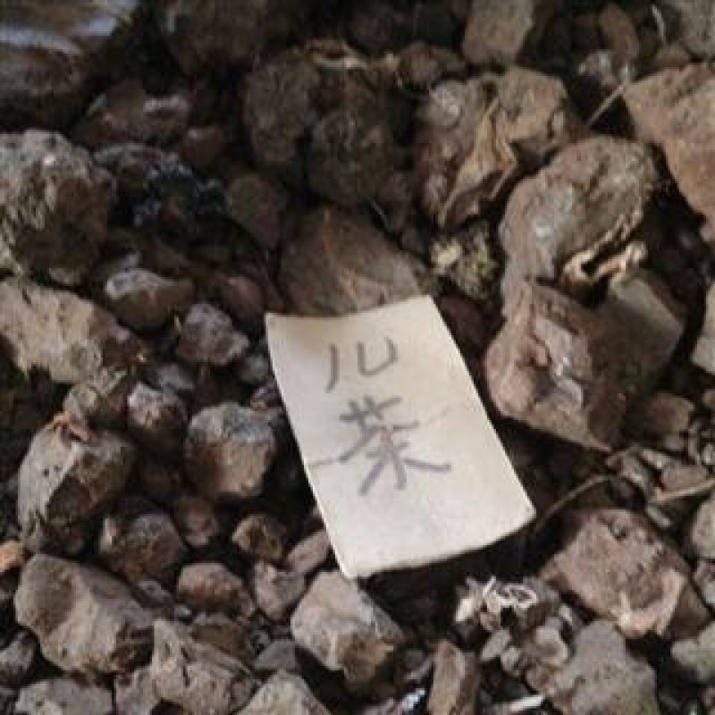 儿茶，常年批发供应进口货，量大从优量大从优