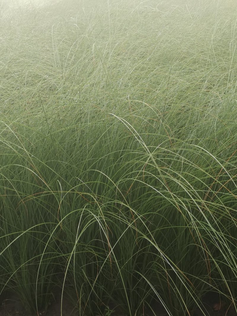 细叶芒水生植物观赏草基地直销