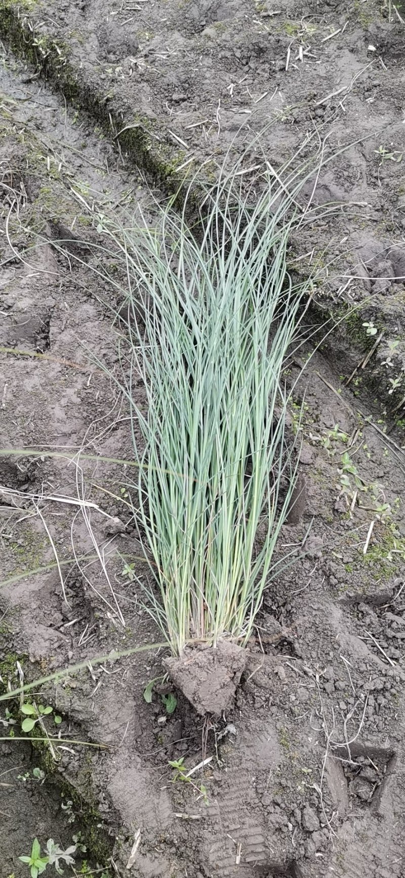 细叶芒水生植物观赏草基地直销