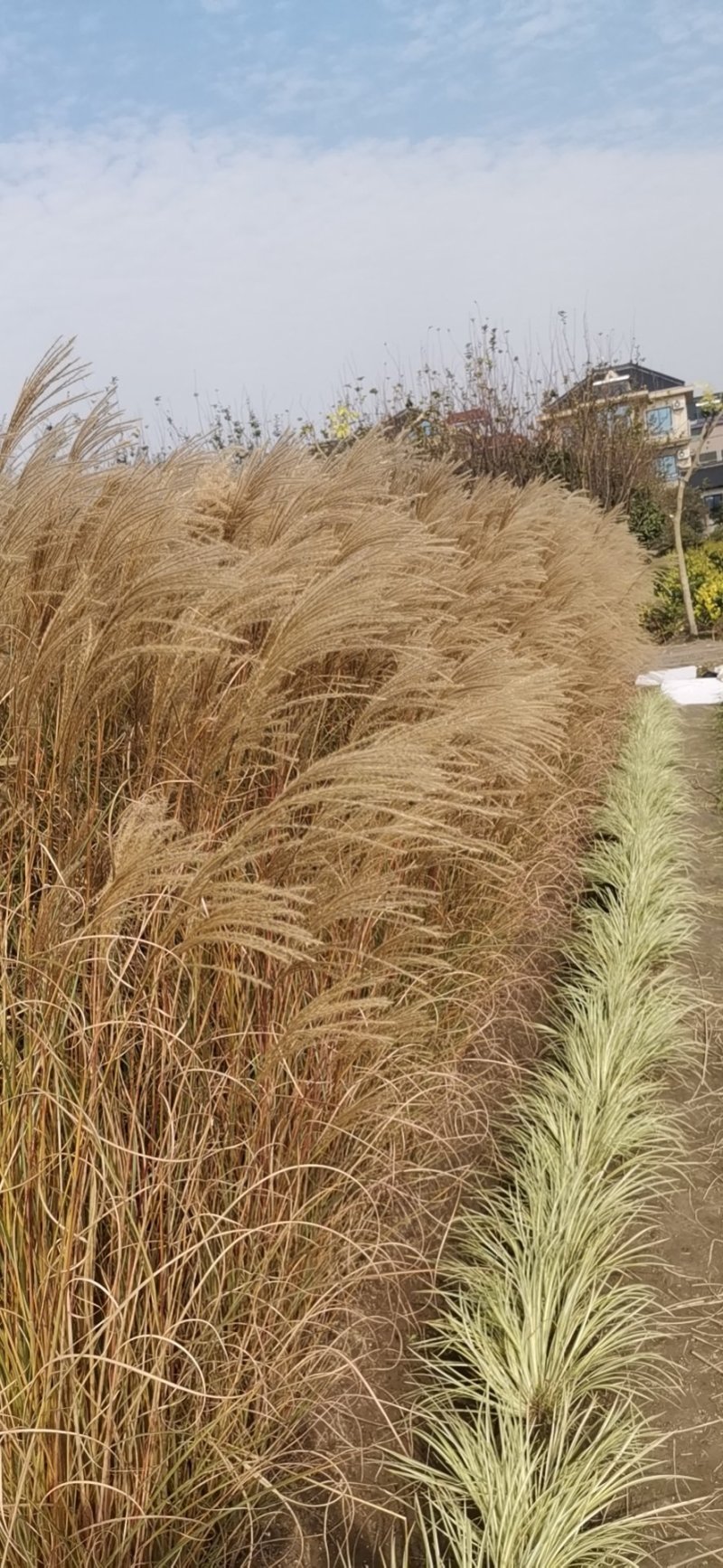 细叶芒水生植物观赏草基地直销