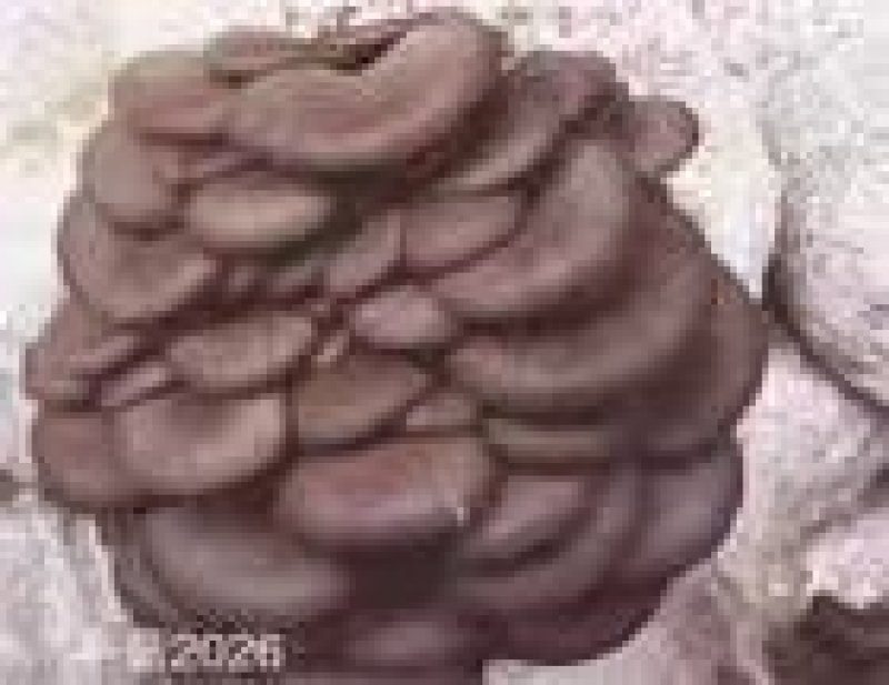平菇三级栽培种，灰黑色，广温型，抗病能力强，产量高，