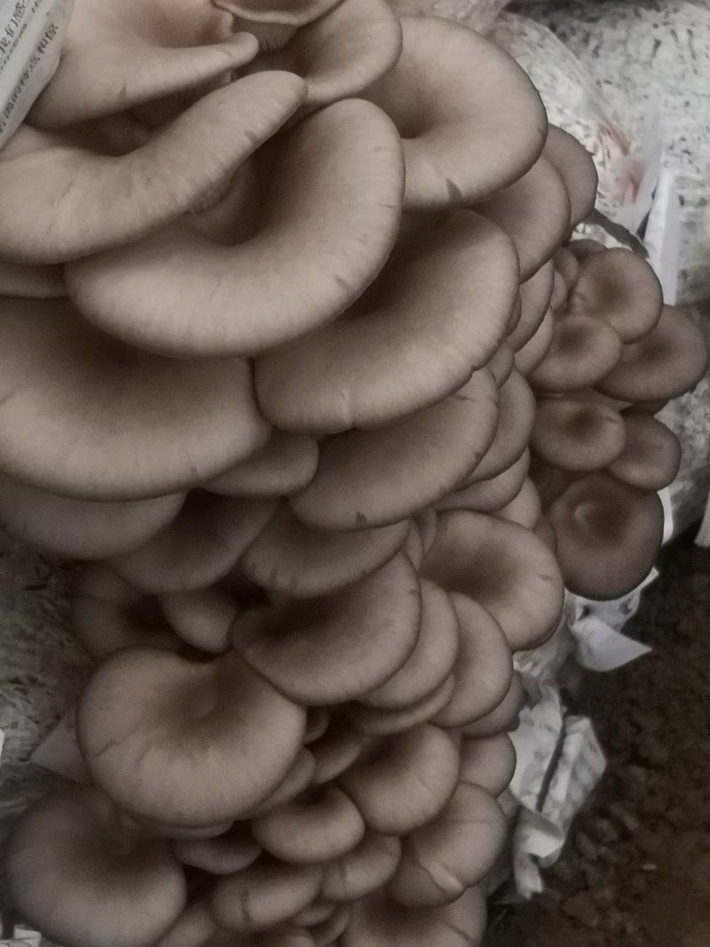 平菇三级栽培种，灰黑色，广温型，抗病能力强，产量高，