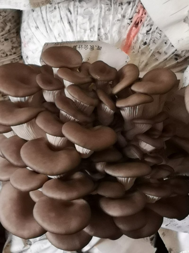 平菇三级栽培种，灰黑色，广温型，抗病能力强，产量高，