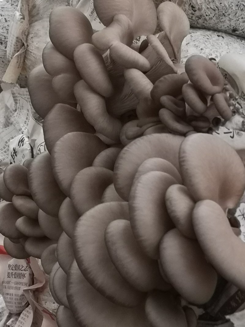 平菇三级栽培种，灰黑色，广温型，抗病能力强，产量高，