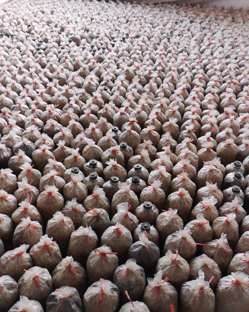 大球盖菇二级原种，高压灭菌，适温培养活力旺盛