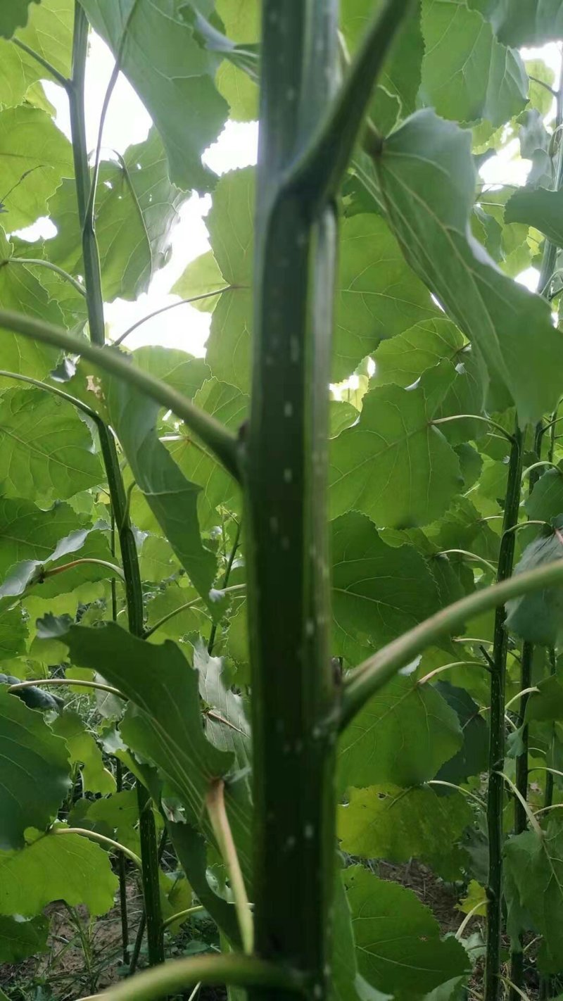 无絮杨南林3804，碧玉杨