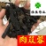 肉苁蓉甜软大云新疆高含量实物图