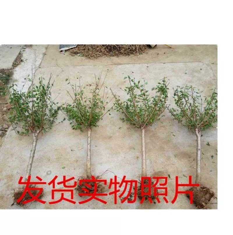 地栽梅花大树苗红梅原生红梅庭院耐寒年宵盆栽树桩盆景