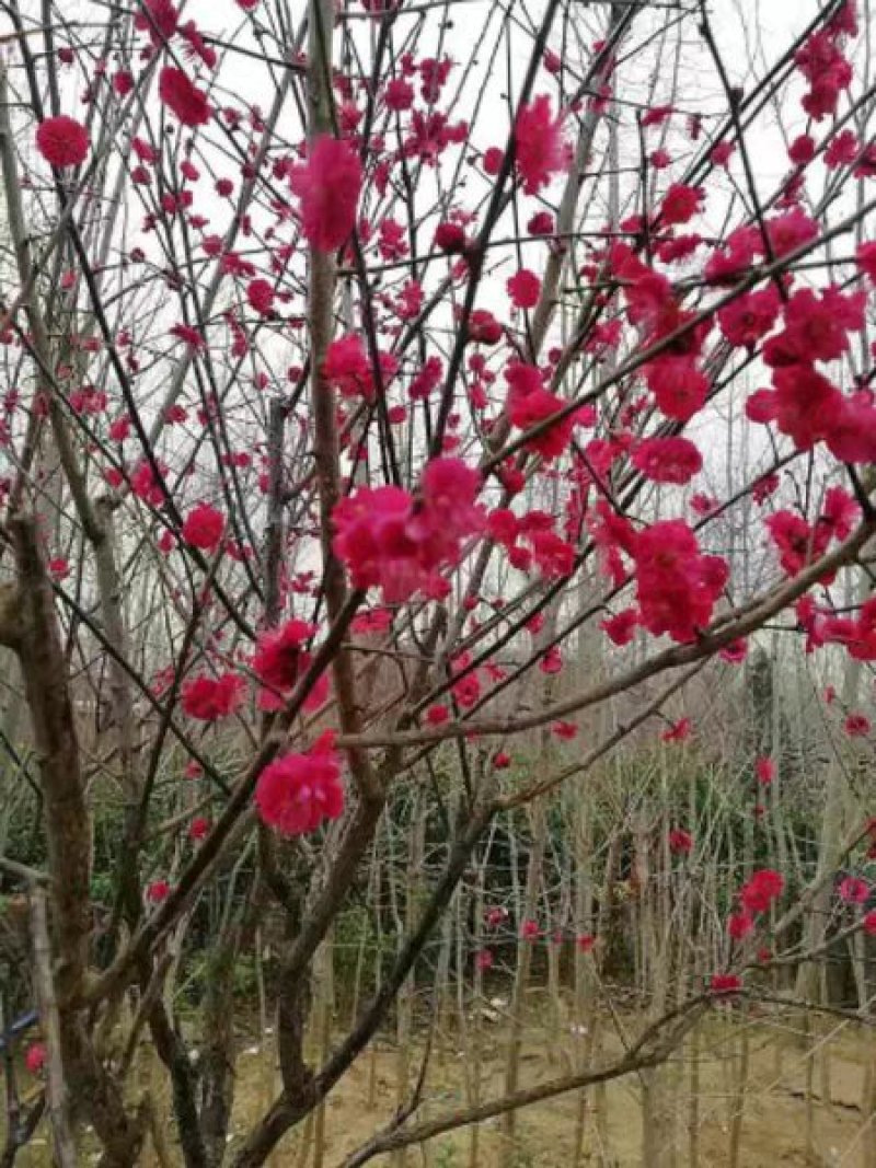 地栽梅花大树苗红梅原生红梅庭院耐寒年宵盆栽树桩盆景
