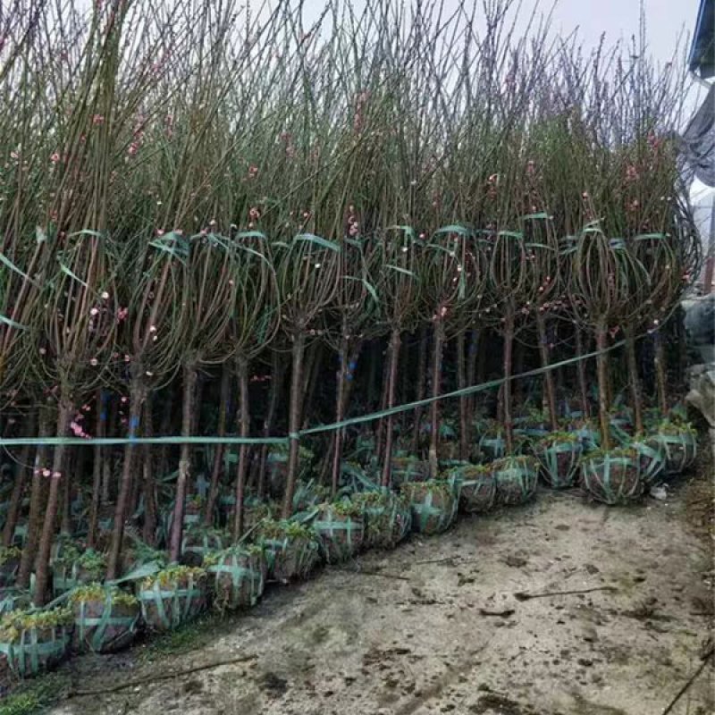 地栽梅花大树苗红梅原生红梅庭院耐寒年宵盆栽树桩盆景