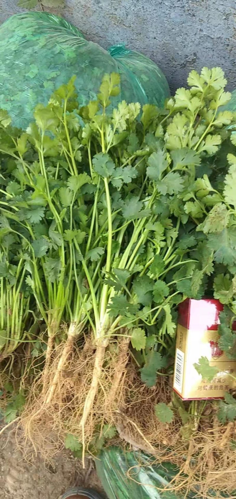 好香菜出售