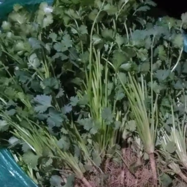 好香菜出售