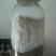 平菇优良品种，一级试管种，原种灰黑色，广温型，抗病高产，