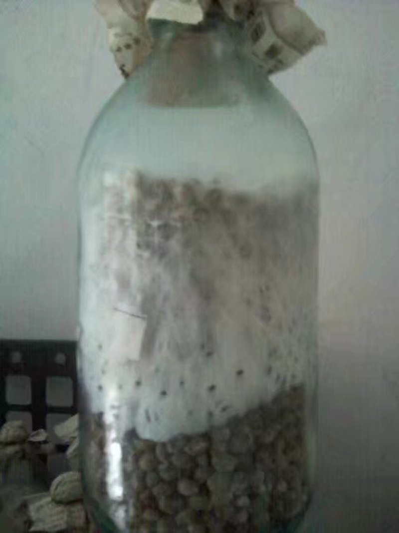 平菇优良品种，一级试管种，原种灰黑色，广温型，抗病高产，