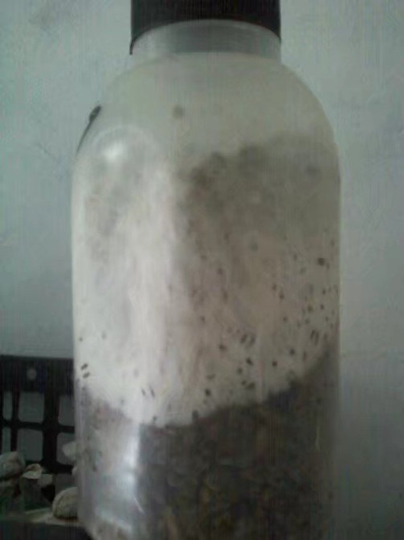 平菇优良品种，一级试管种，原种灰黑色，广温型，抗病高产，