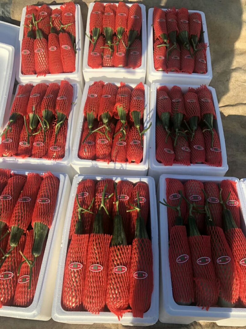 羊角蜜甜瓜精品，产地直供新鲜采摘，专供市场，超市，电商