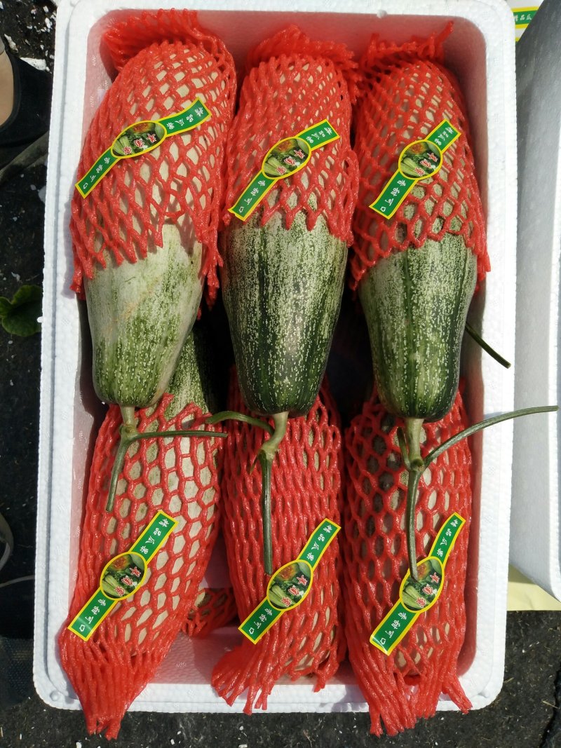 羊角蜜甜瓜精品，产地直供新鲜采摘，专供市场，超市，电商