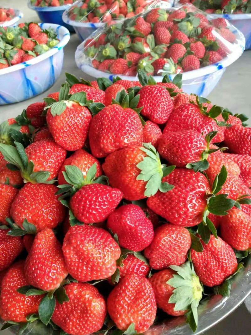 郑源，黔梅一号草莓🍓