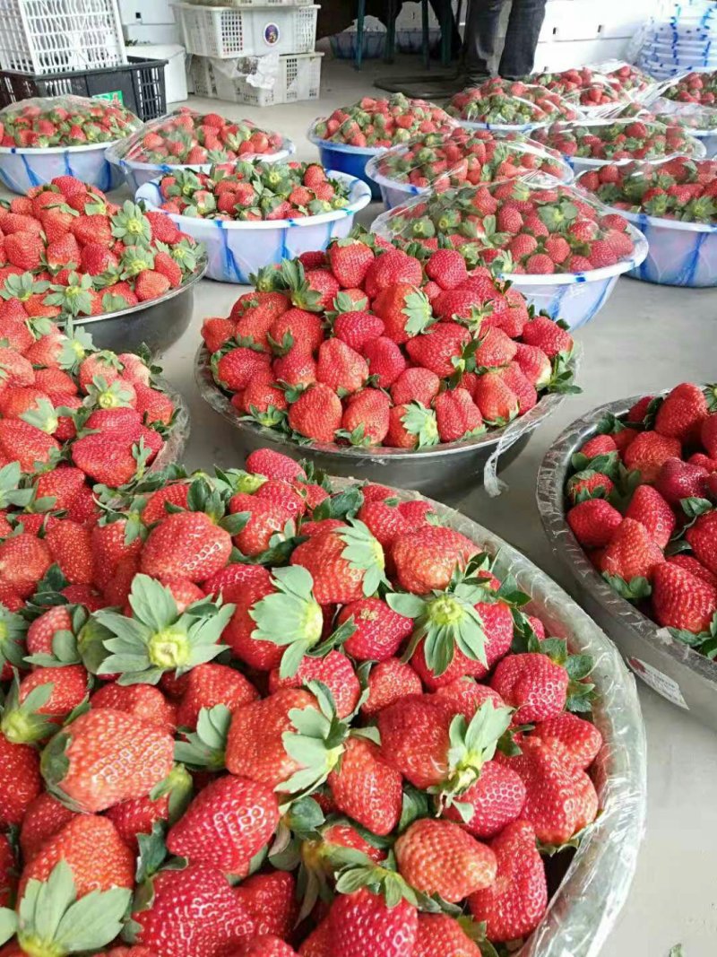 郑源，黔梅一号草莓🍓