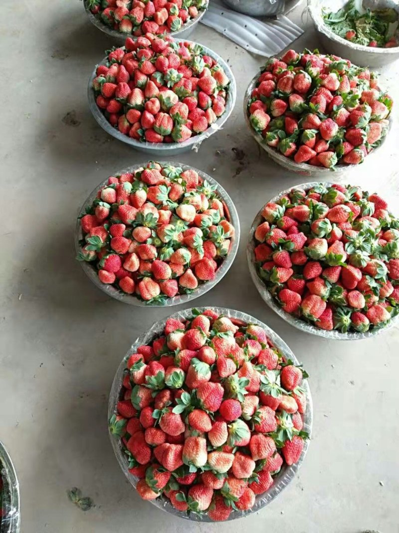 郑源，黔梅一号草莓🍓