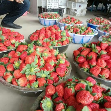 郑源，黔梅一号草莓🍓
