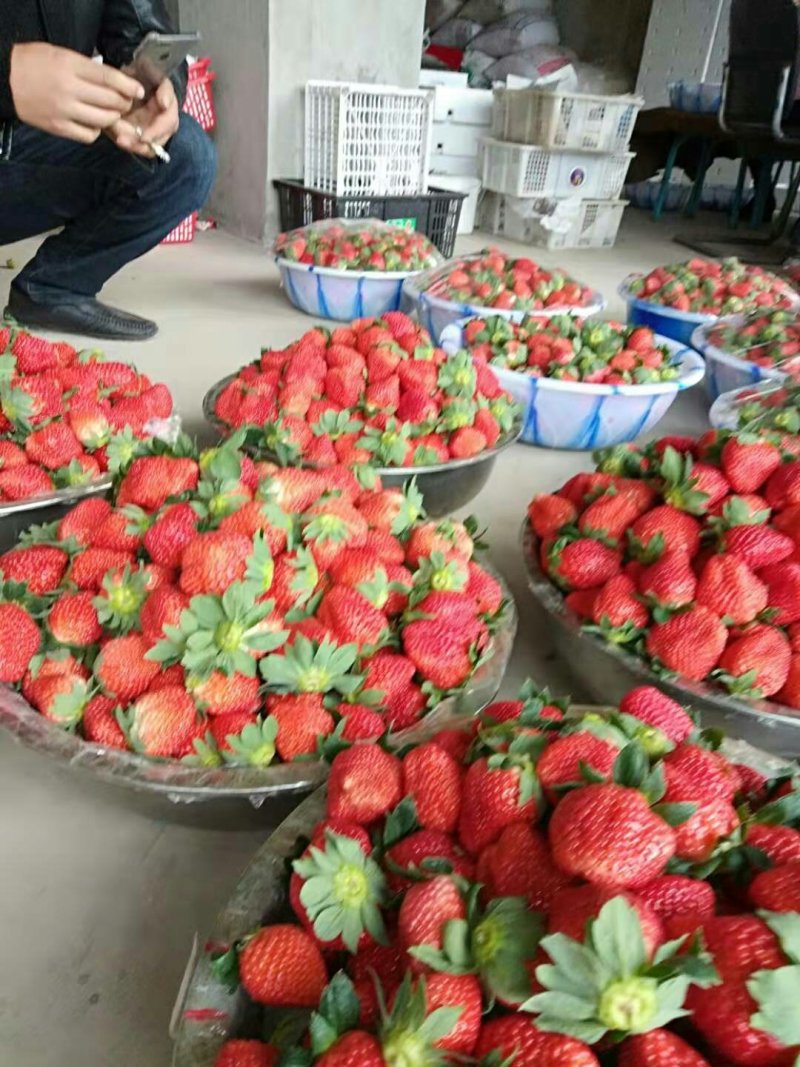 郑源，黔梅一号草莓🍓