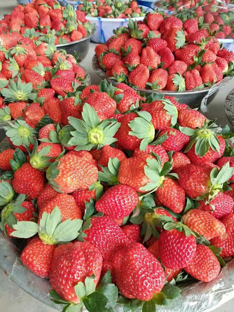 郑源，黔梅一号草莓🍓