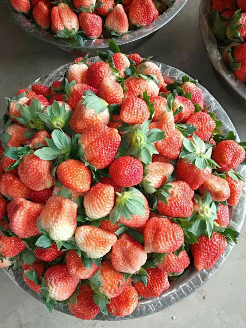 郑源，黔梅一号草莓🍓