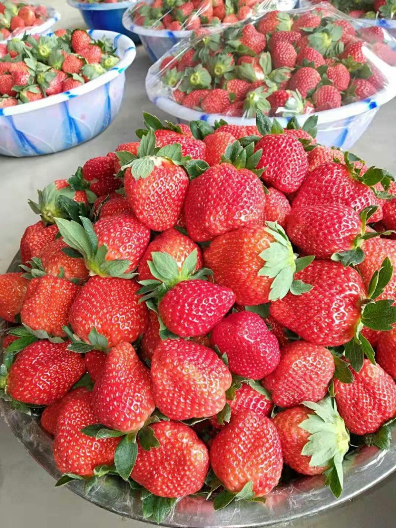 郑源，黔梅一号草莓🍓