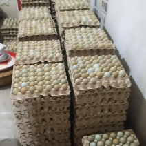 山鸡蛋新鲜山鸡蛋诚信第一