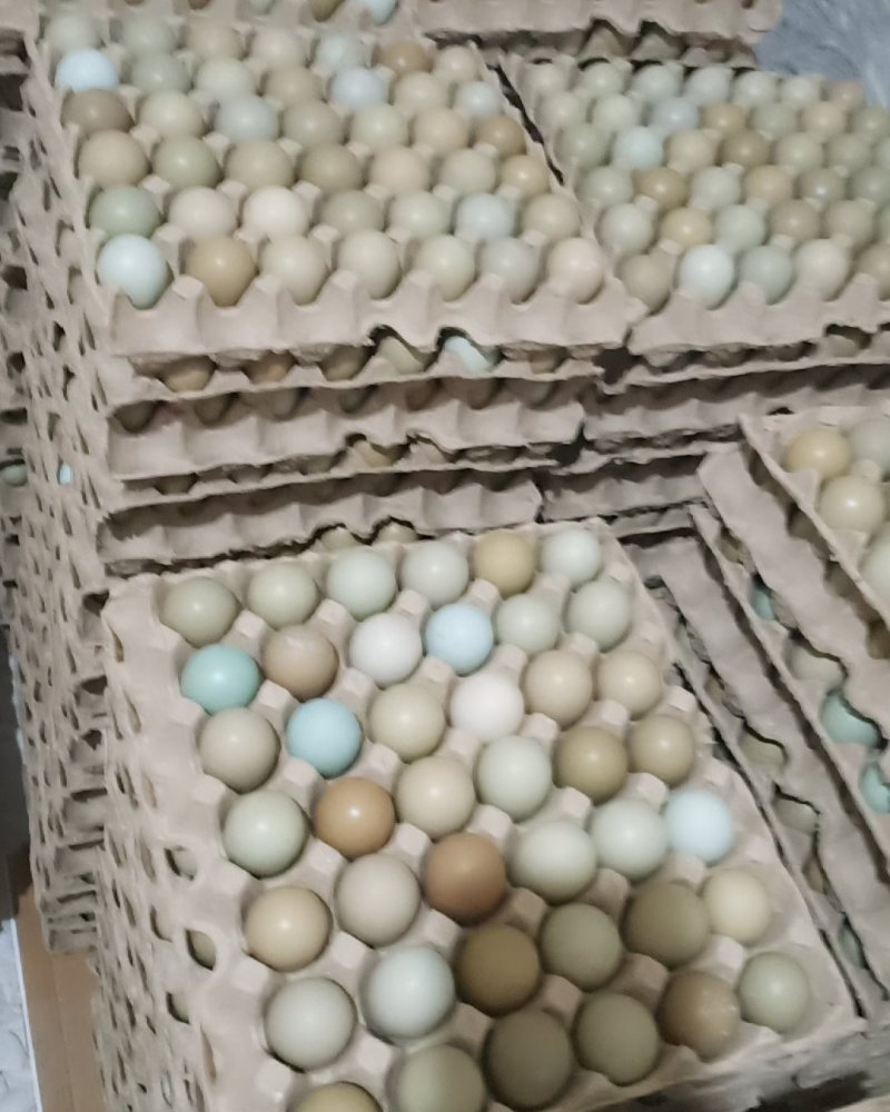 山鸡蛋新鲜山鸡蛋诚信第一