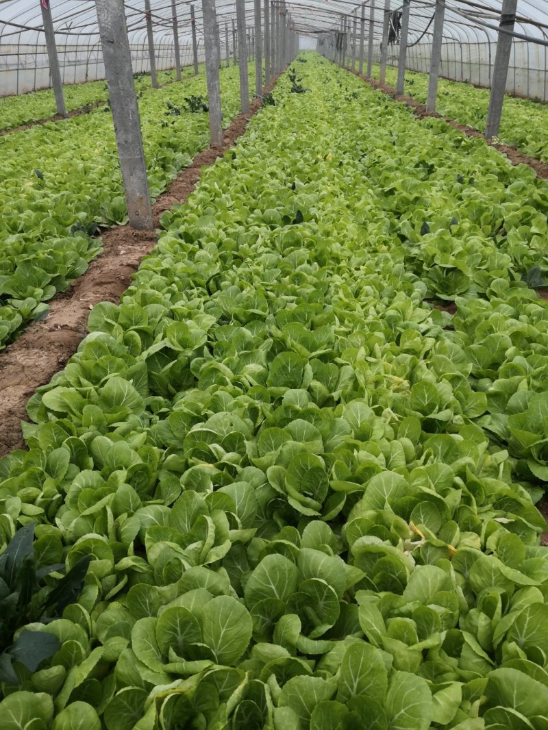 小白菜，菠菜，快菜