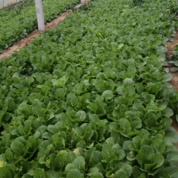 小白菜，菠菜，快菜