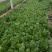 小白菜，菠菜，快菜