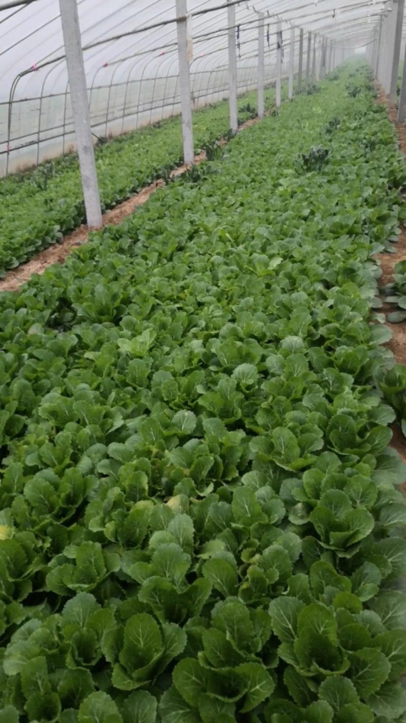 小白菜，菠菜，快菜