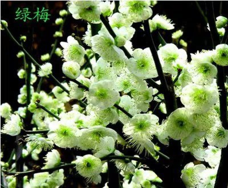 绿梅树苗梅花树苗绿梅盆栽原生绿梅树苗梅花绿化苗庭院苗