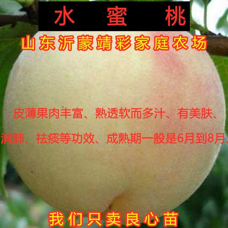 黄金蟠桃苗蟠桃树苗南北方种植蟠桃苗嫁接品种桃树苗