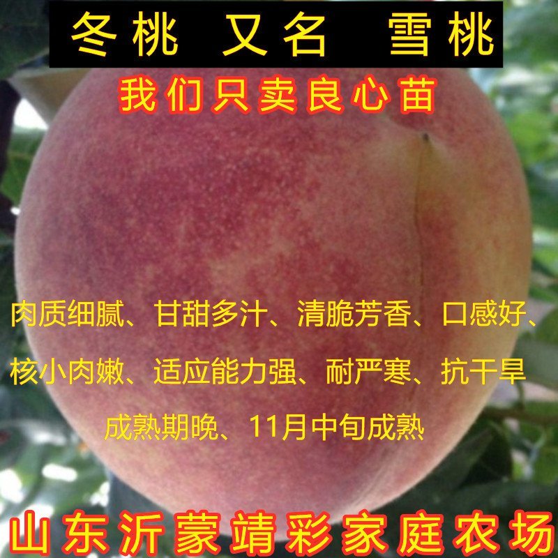 黄金蟠桃苗蟠桃树苗南北方种植蟠桃苗嫁接品种桃树苗
