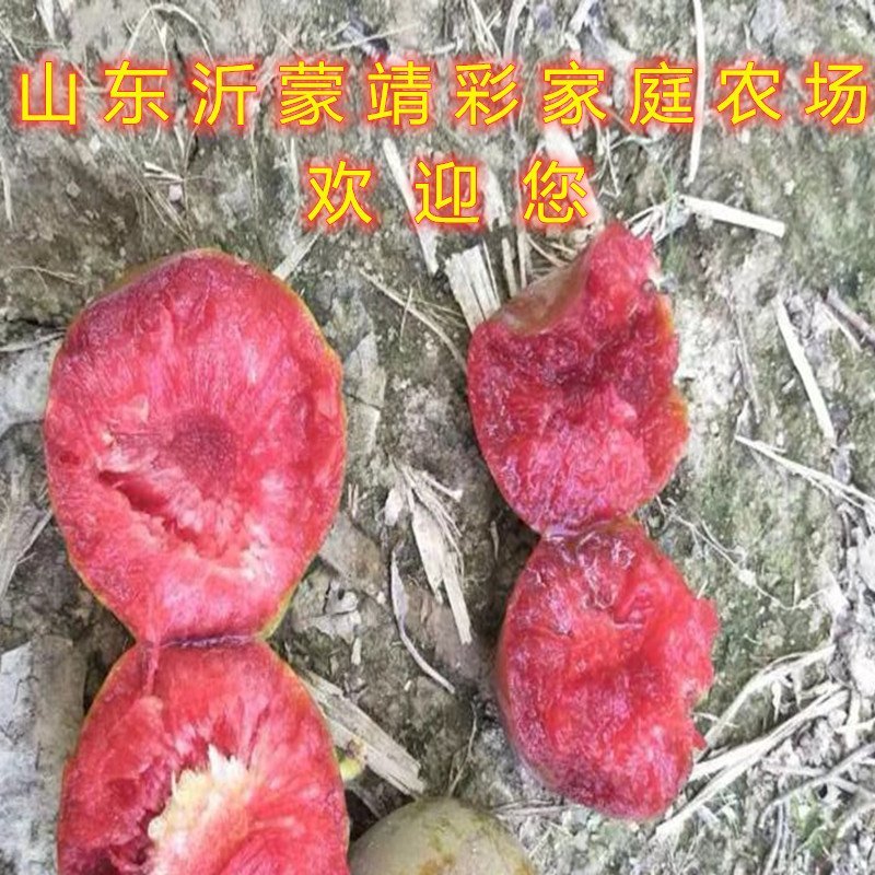 黄金蟠桃苗蟠桃树苗南北方种植蟠桃苗嫁接品种桃树苗