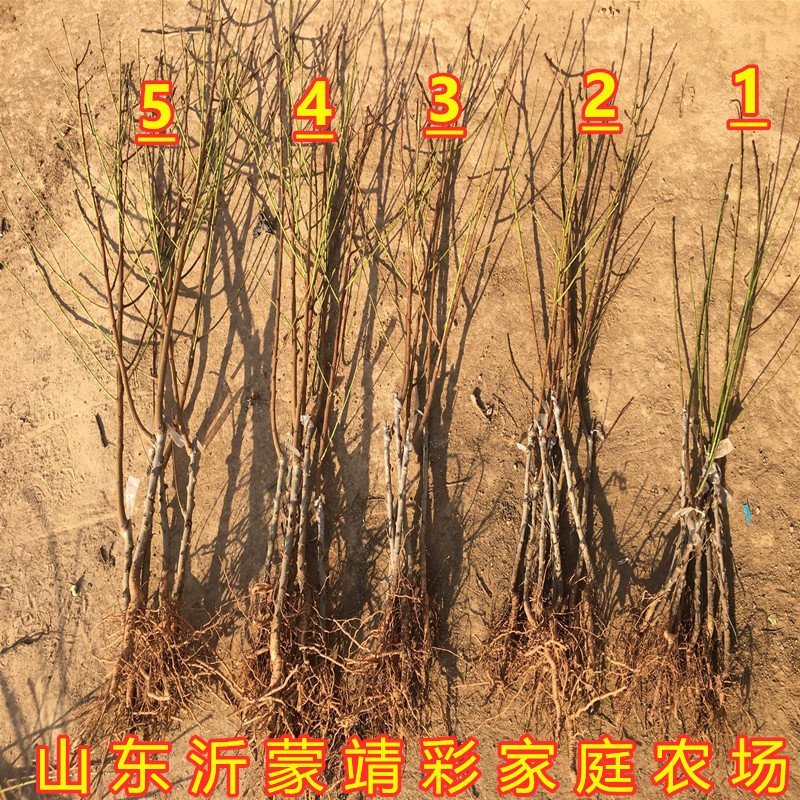 黄金蟠桃苗蟠桃树苗南北方种植蟠桃苗嫁接品种桃树苗