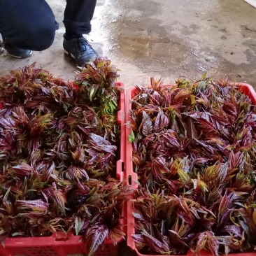 云南香椿冬季上市，现货上市早口感独特。基地直供
