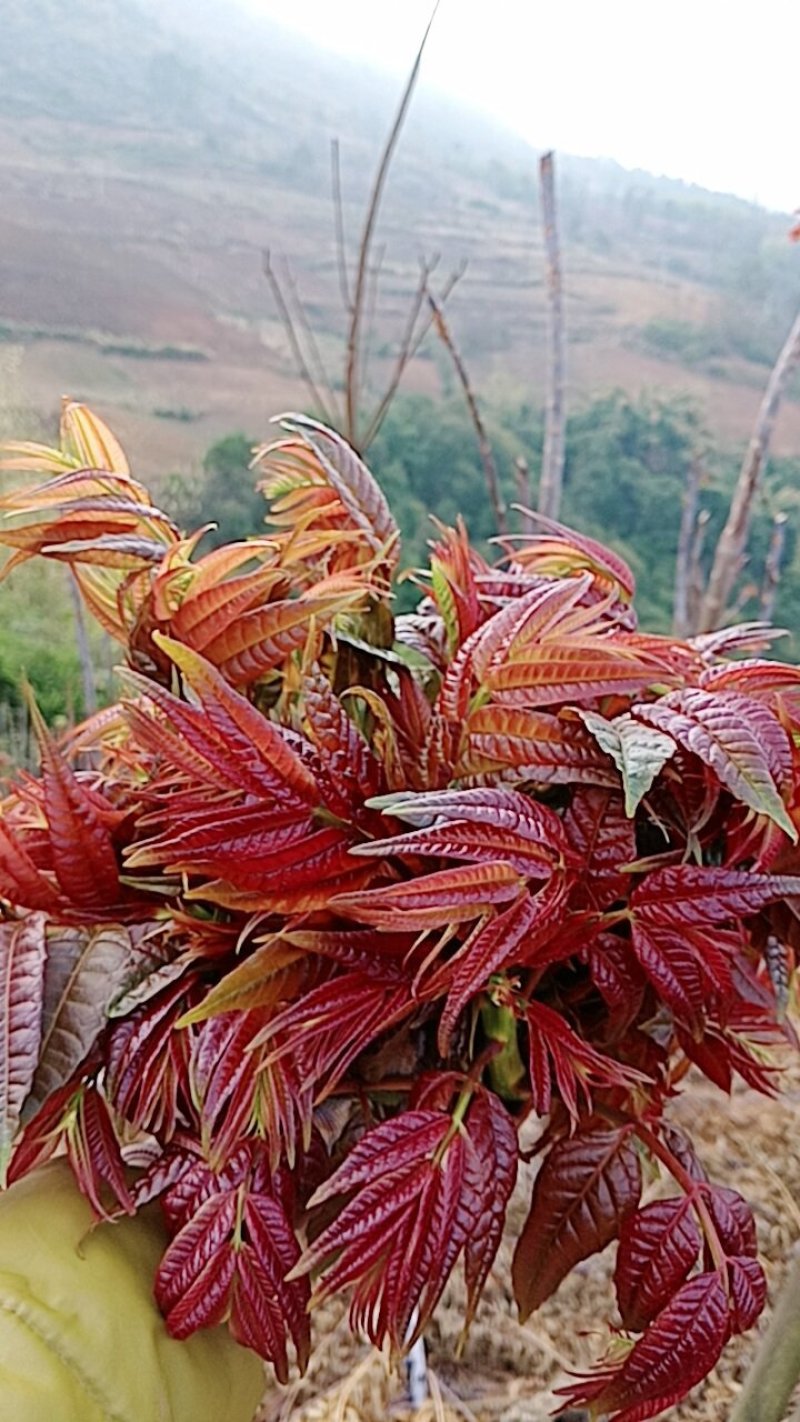 云南香椿冬季上市，现货上市早口感独特。基地直供