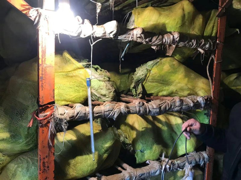 大量供应金乡冷库青杂3号北京3号可供市场泡菜厂