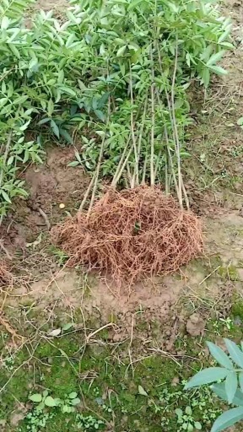 天子椒，九叶青花椒苗，藤椒苗，基地直销。