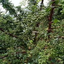 天子椒，九叶青花椒苗，藤椒苗，基地直销。