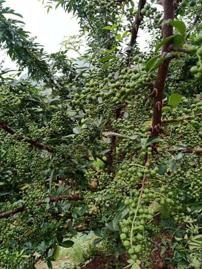 天子椒，九叶青花椒苗，藤椒苗，基地直销。