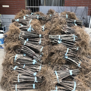 【精品】无花果大苗玻姬红无花果苗保品种包纯度