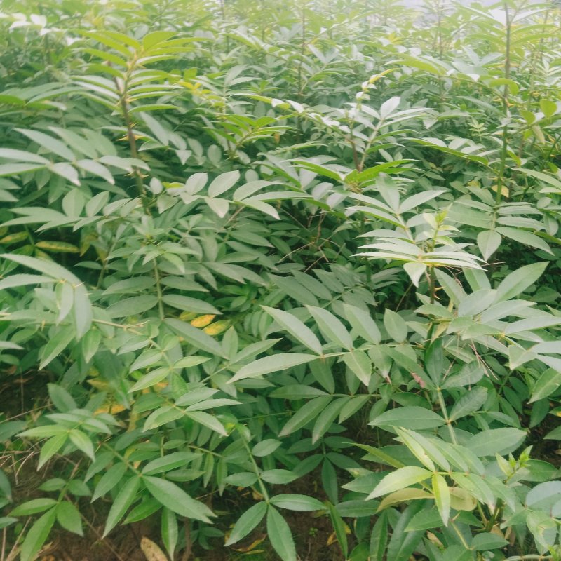 天子椒，九叶青花椒苗，藤椒苗，基地直销。