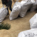 波姬红无花果枝条。现剪现卖，包教技术。牙饱满，成活率高。