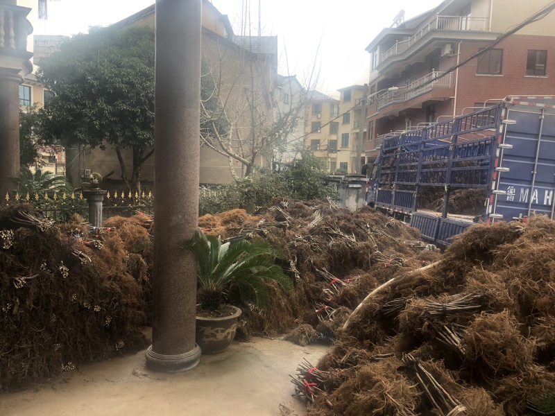 无花果苗树苗四季波姬红当年结果盆栽地栽带果特大南北方室内